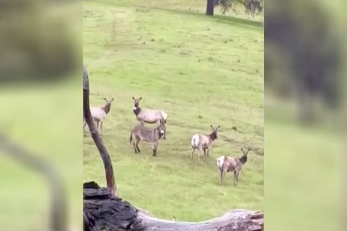 Pet donkey that went missing spotted with herd of wild elk