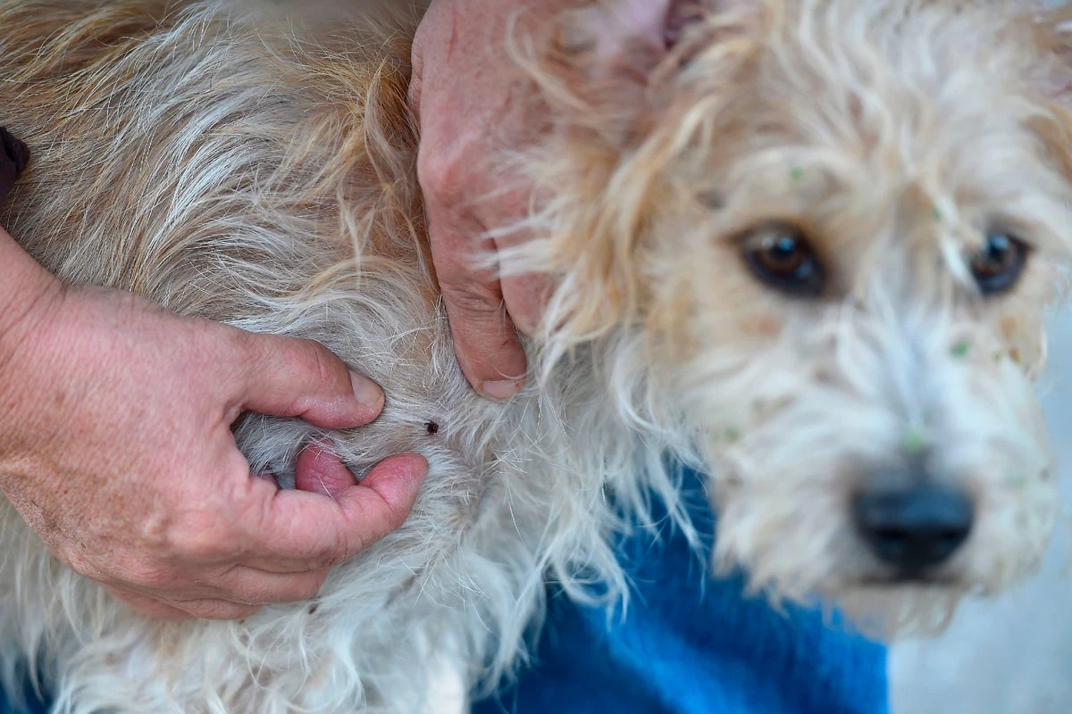 Is this tick season going to be America’s worst yet?