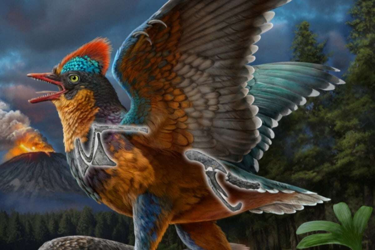 Jurassic fossil rewrites what we thought we knew about bird evolution