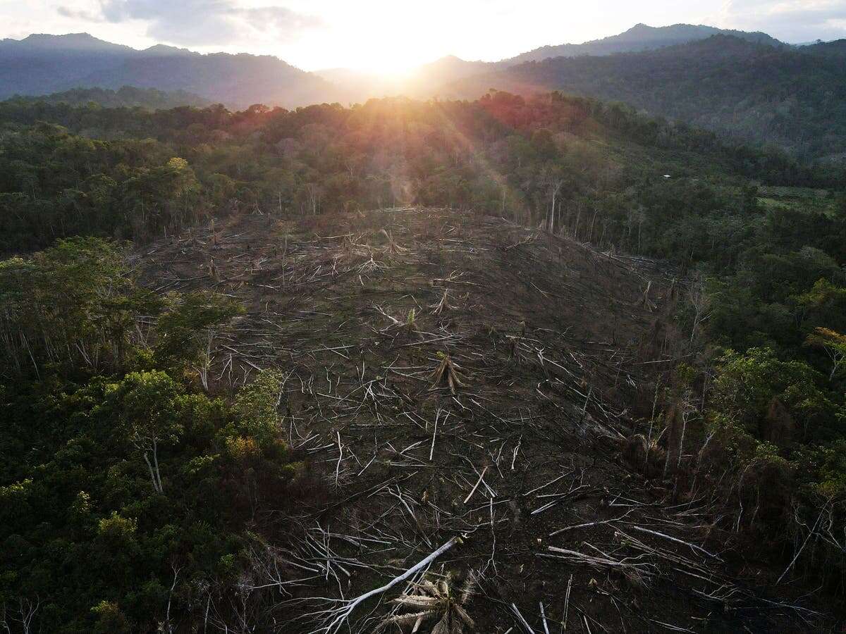 Amazon community fighting back after ancestral rainforest ‘stolen’