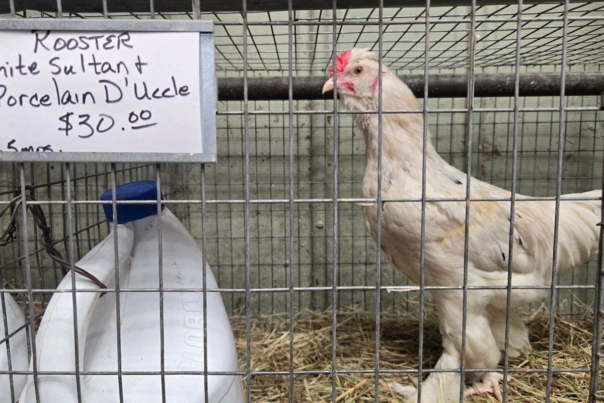 An experimental bird flu vaccine just saw success in trial