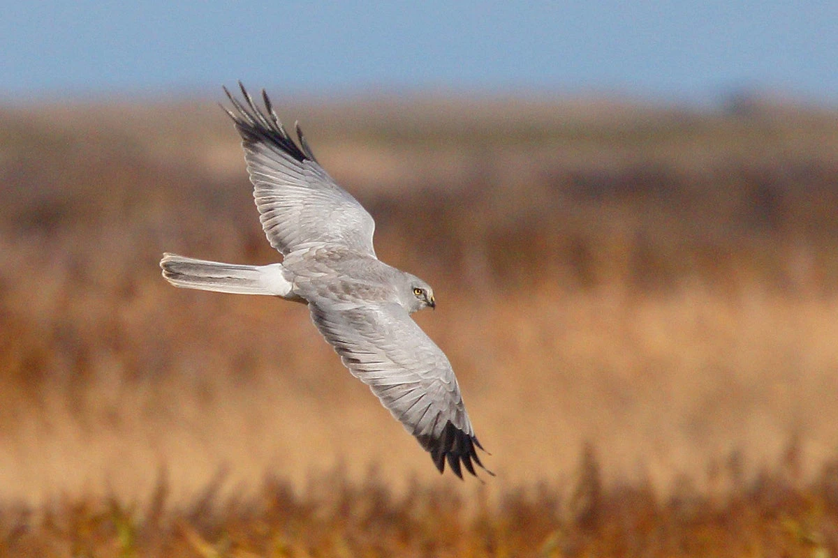 Record number of hen harriers killed or missing, RSPB warns