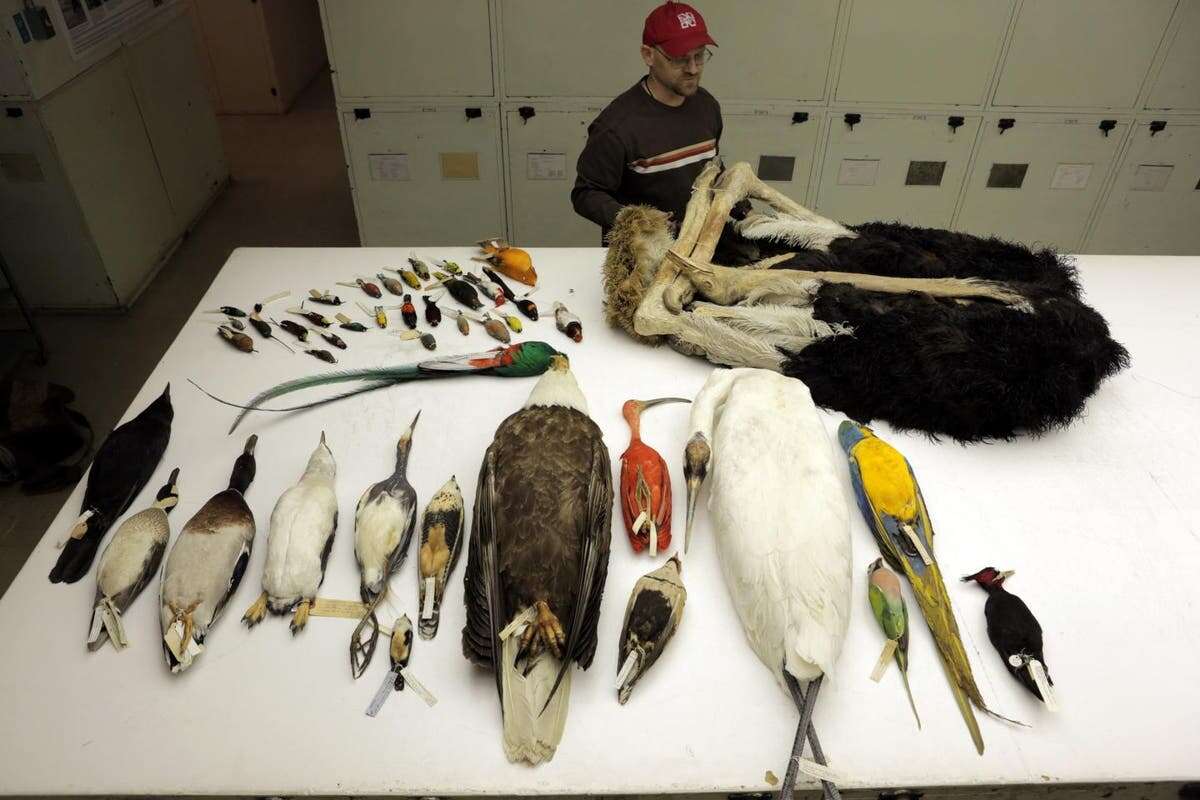 Most unique birds may go extinct first in ongoing mass extinction