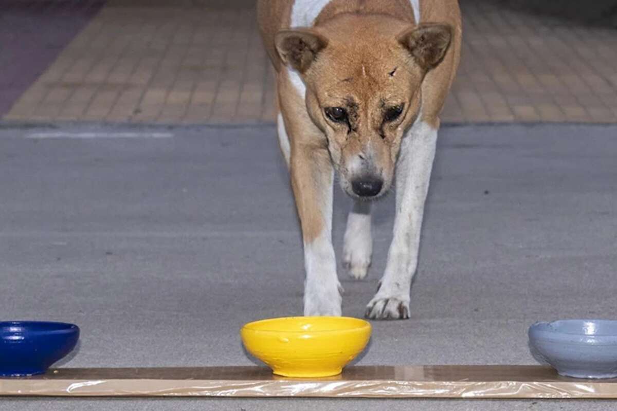 Dogs may have a preference for this colour