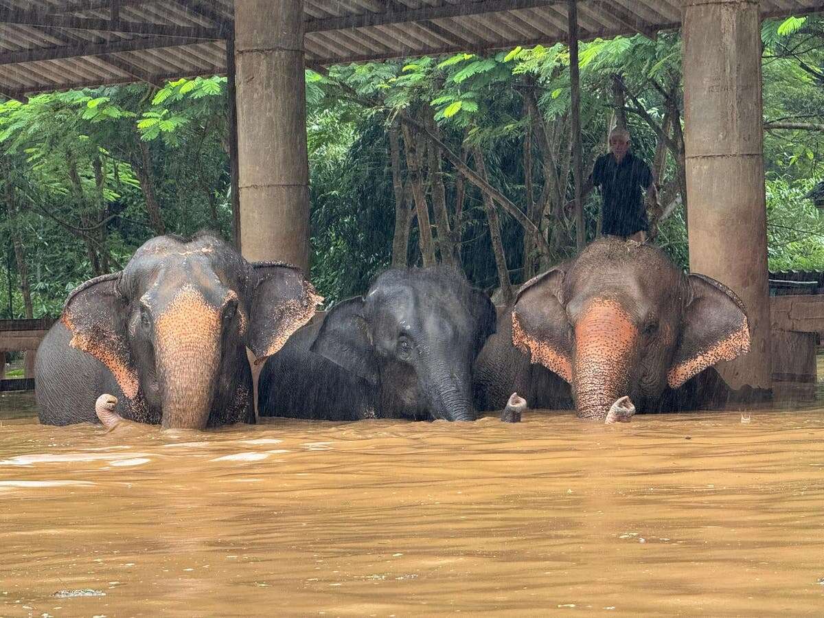 Elephants swept away in popular Thailand animal sanctuary after floods