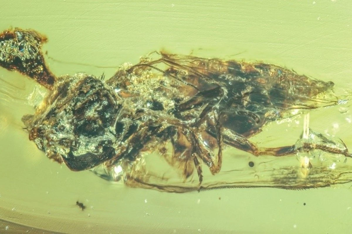 Zombie fungus hijacked minds as early as dinosaur era, study finds
