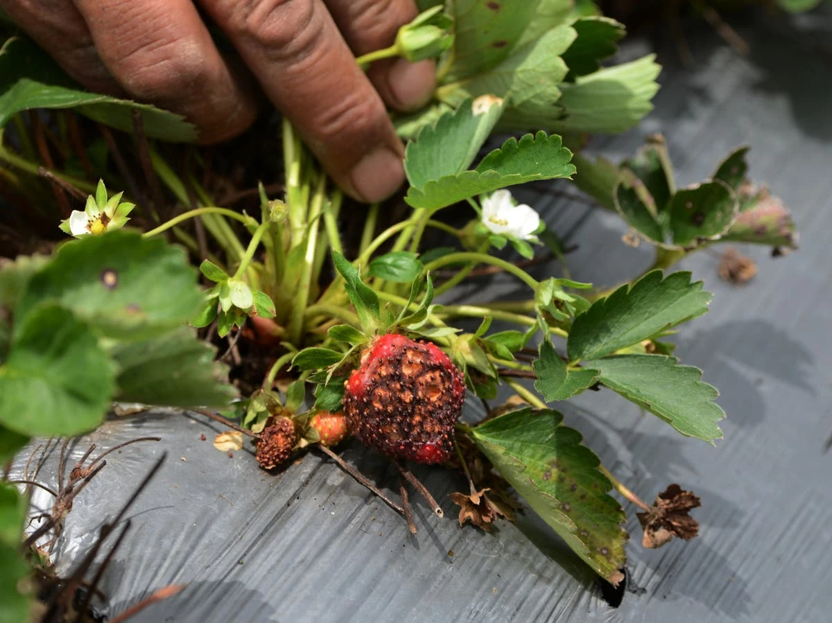 Rising fungal attacks ‘pose catastrophic threat’ to global food supply