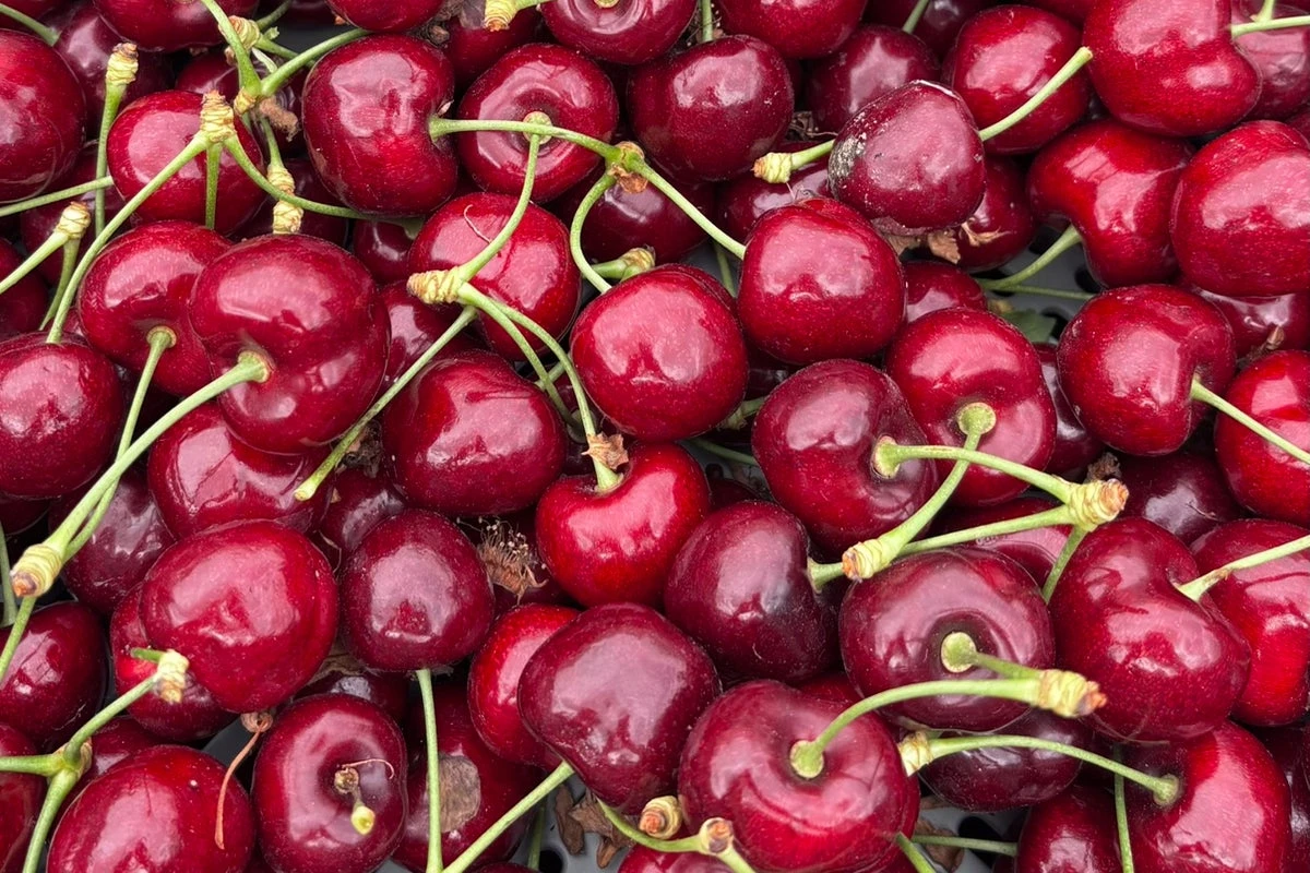 British cherries to be ‘bigger, sweeter, juicier’. Here’s why
