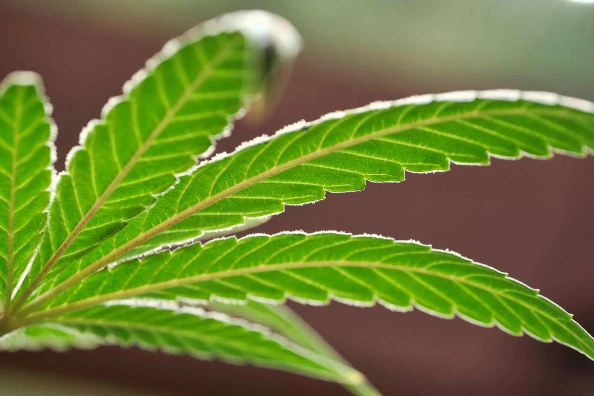 How Trump’s federal policy change could affect marijuana?