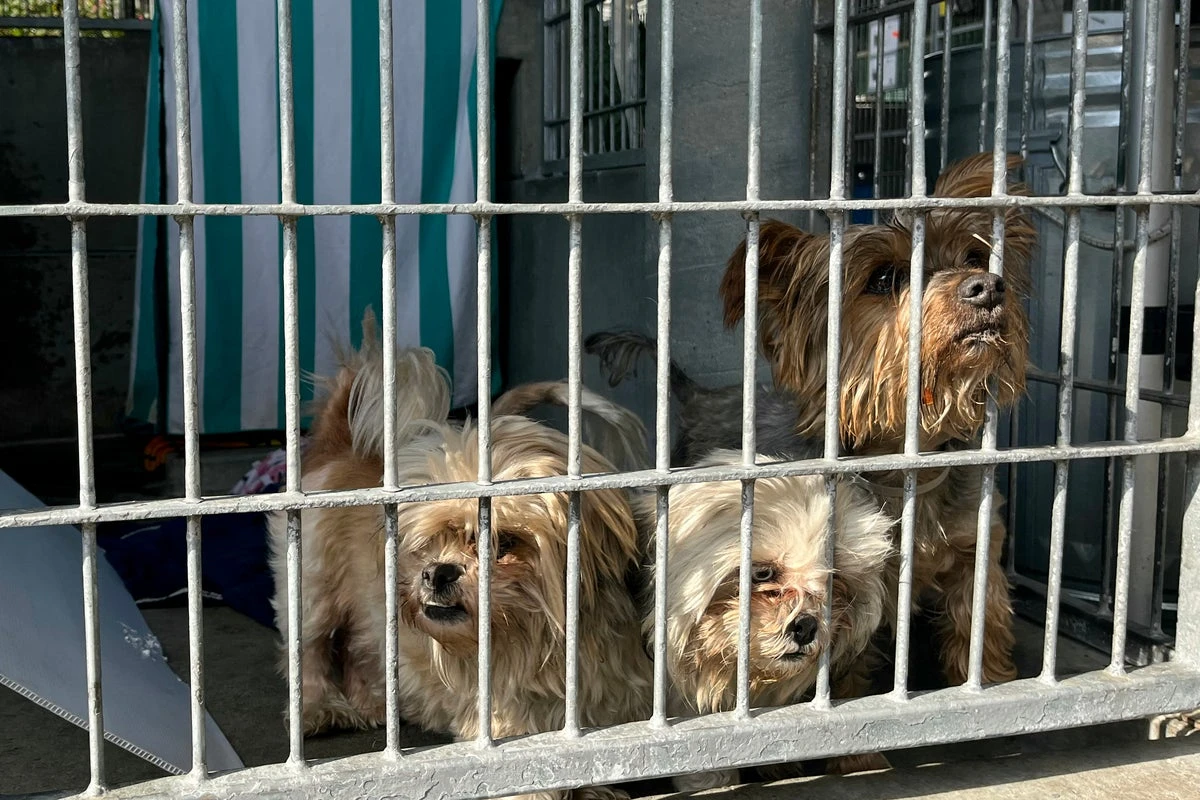 Animal shelters surge with abandoned pets after owners detained