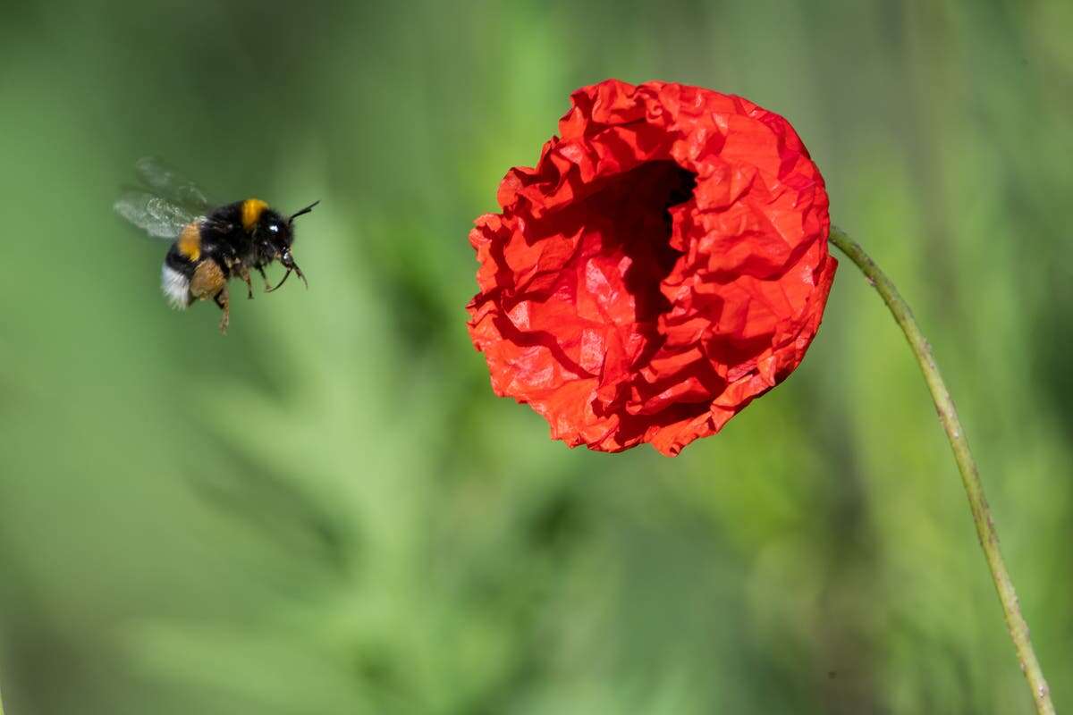 ‘Insect apocalypse’ may destabilise plant co-existence, study finds