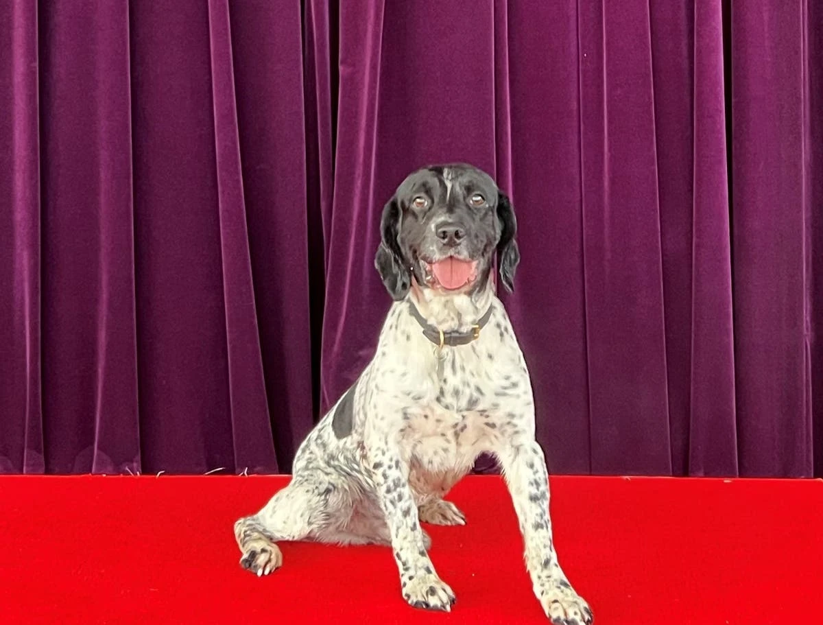 Police dog helped solve murder of drug dealer