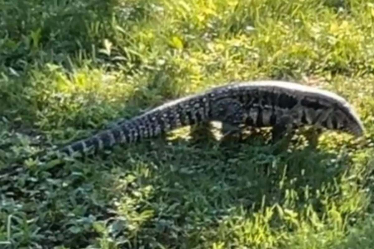 Police searching for ‘large lizard’ on the loose in Maine town