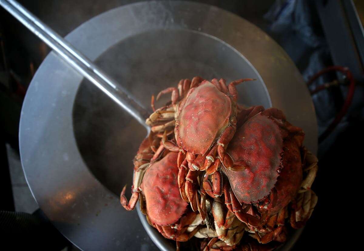 Crabs feel pain as scientists call for humane ways to cook shellfish