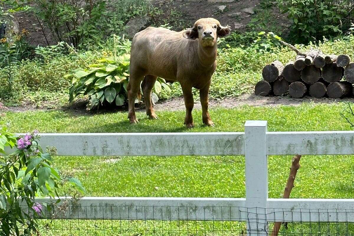 Police warning to not approach injured and angry water buffalo