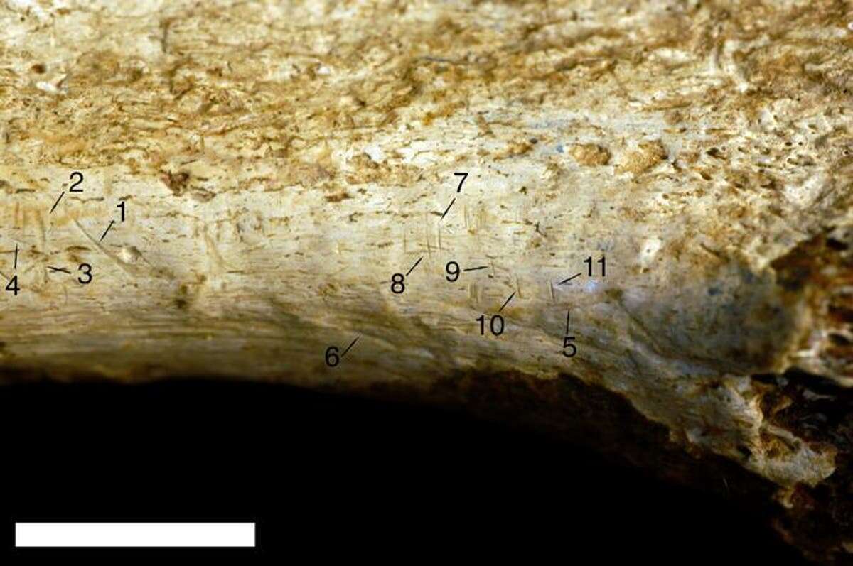 Human ancestors likely butchered and ate each other