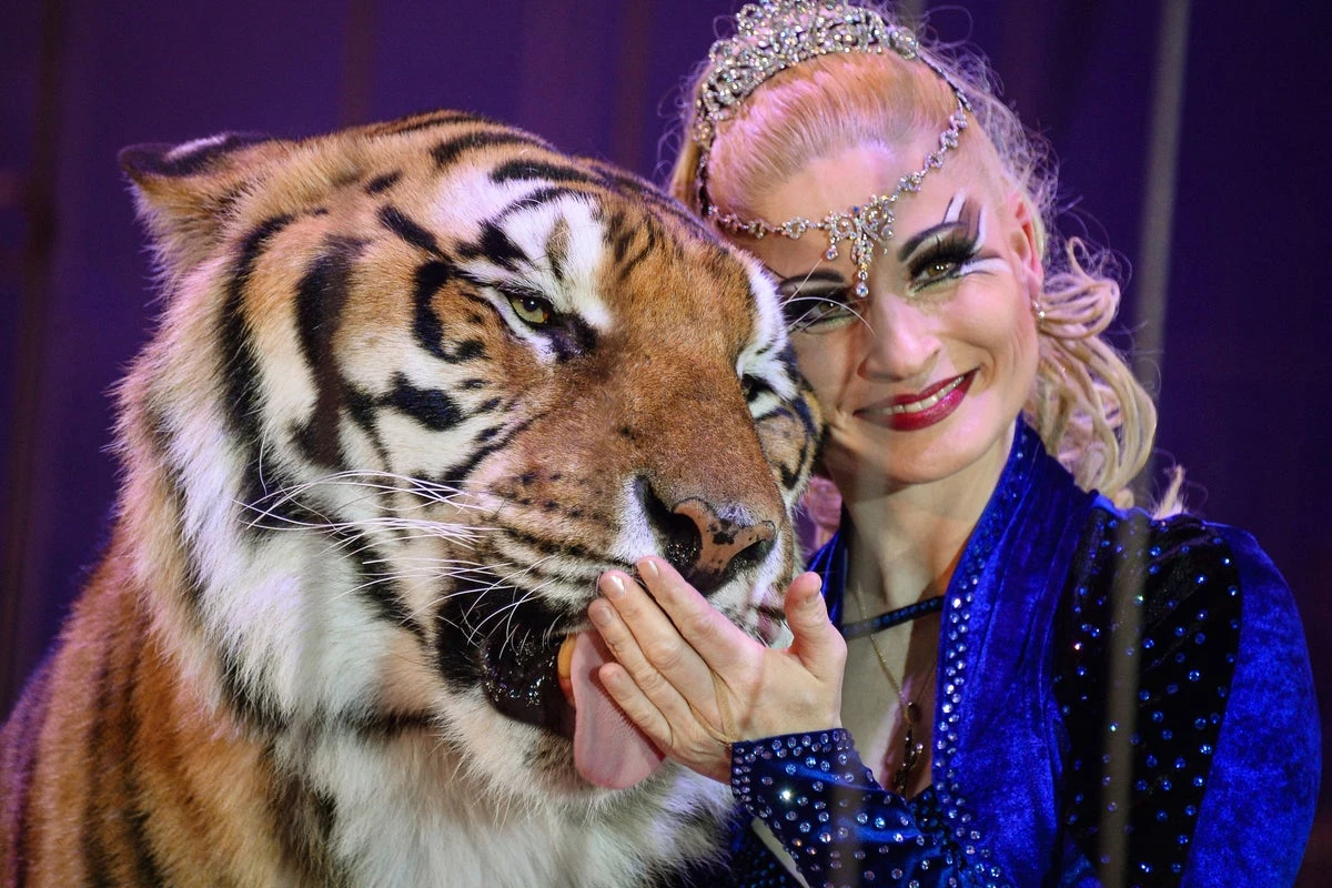 Tiger shot dead by German police after escaping enclosure