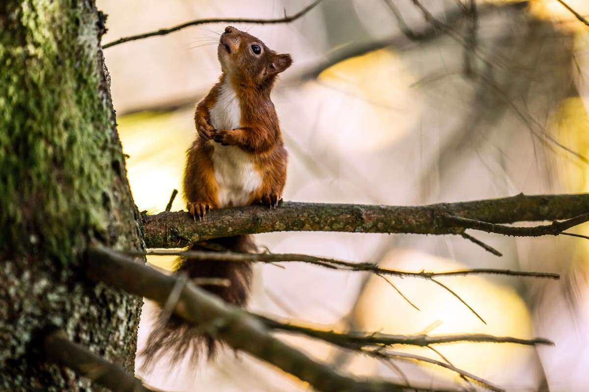 Squirrels wreak havoc onboard Gatwick train causing cancellation