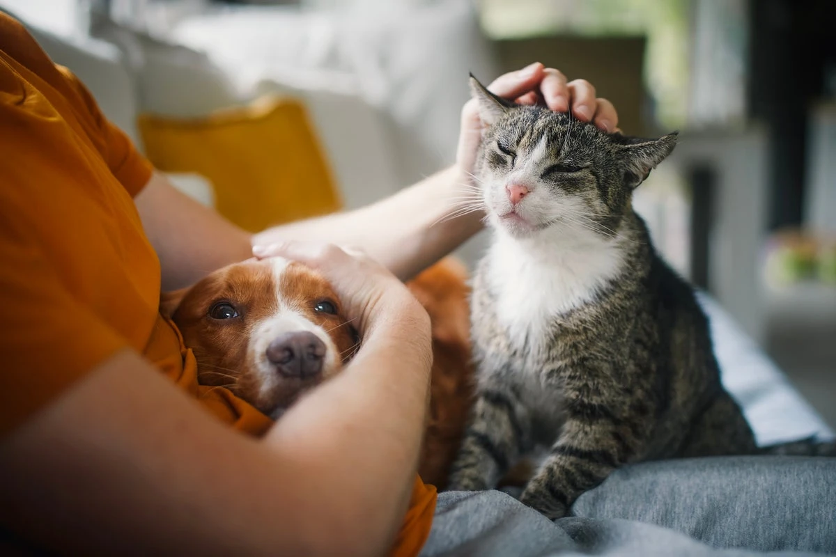Newlyweds in India head for divorce as their ‘pets do not get along’