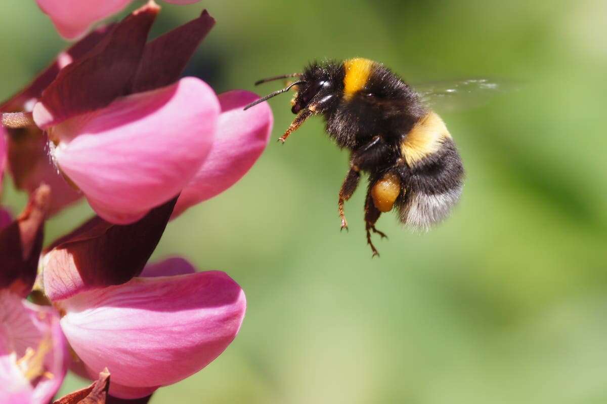 How plastic pollution in bees could disrupt our global food supply