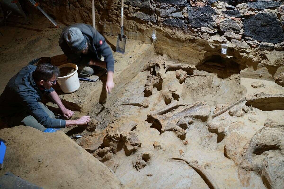 Man stumbles upon ‘sensational’ mammoth fossil while renovating cellar