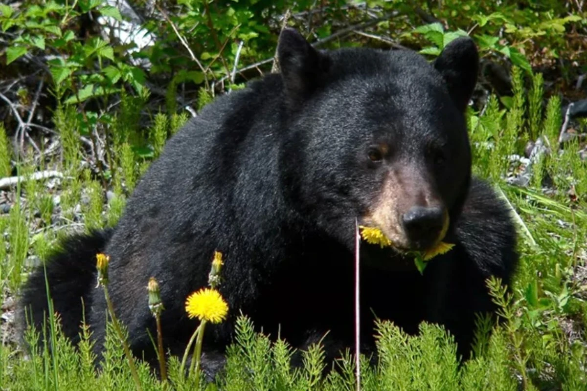 Man arrested for shooting dead a bear that kept coming near his home