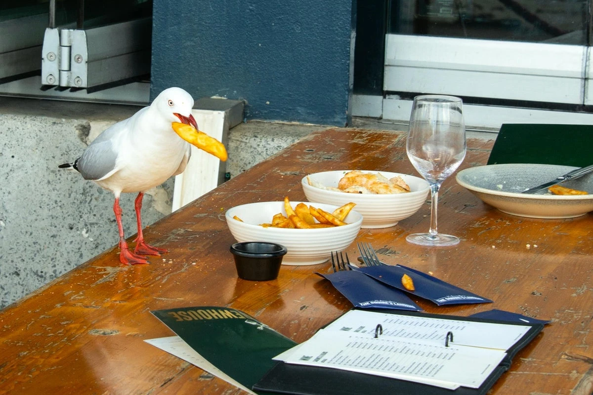 How to tell if a seagull is going to steal your food
