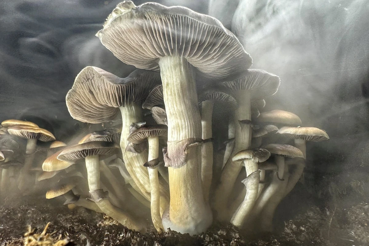 Could magic mushrooms help treat Parkinson’s patients?