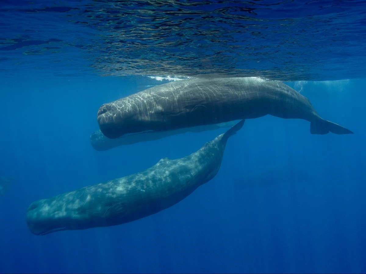 Sperm whales can take over an hour to decide on whether to turn right