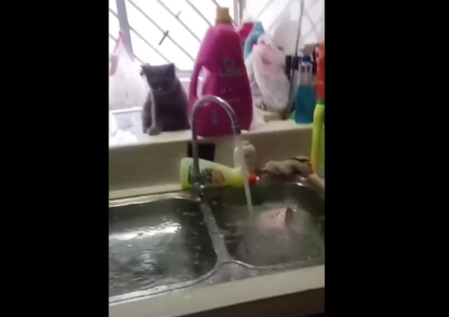 Singapore man says his cats keep flooding his apartment at night