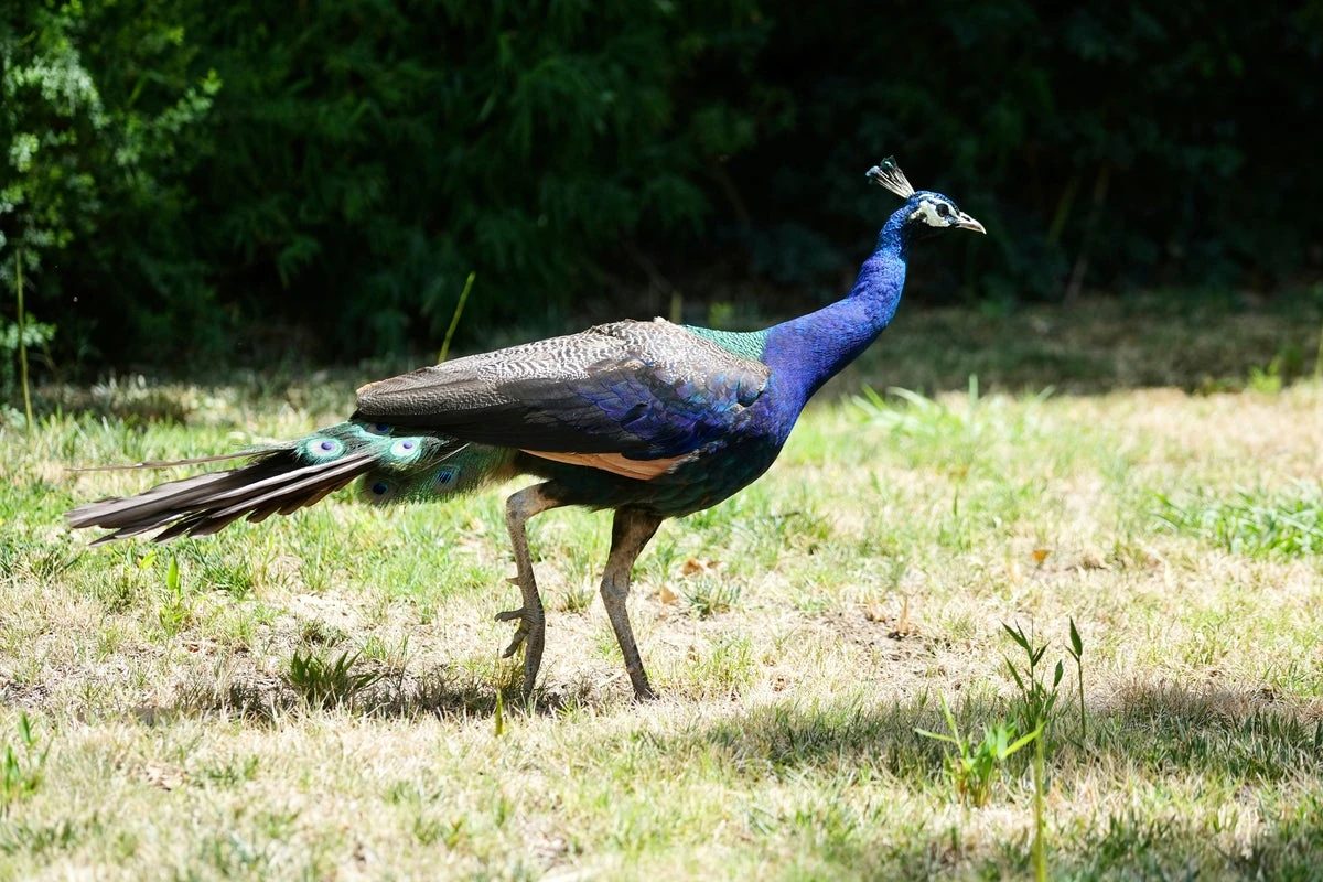 Famous peacocks and peahens ‘stolen’ from historic hotel