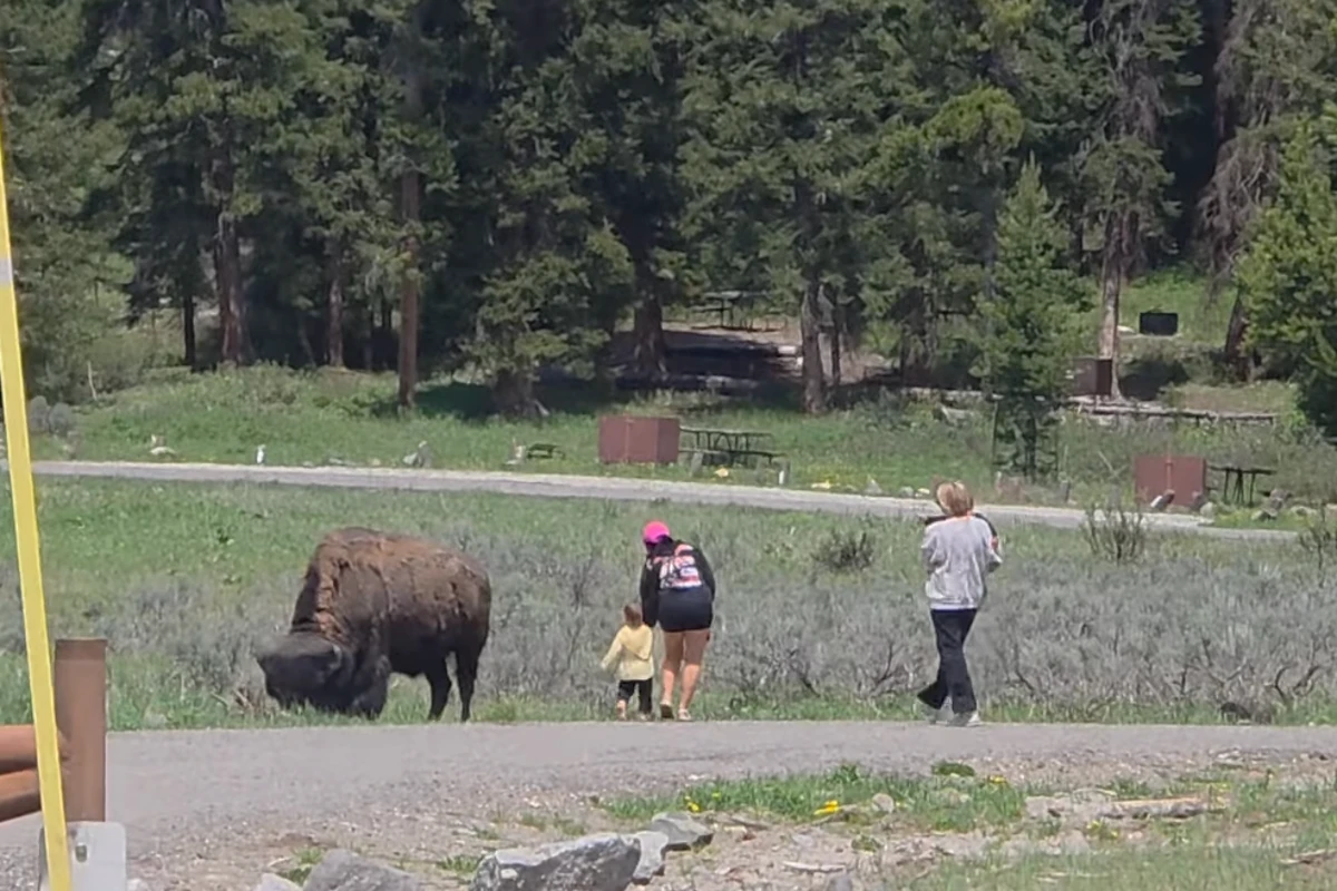 Outrage after ‘touron’ walks toddler up to bison inside Yellowstone