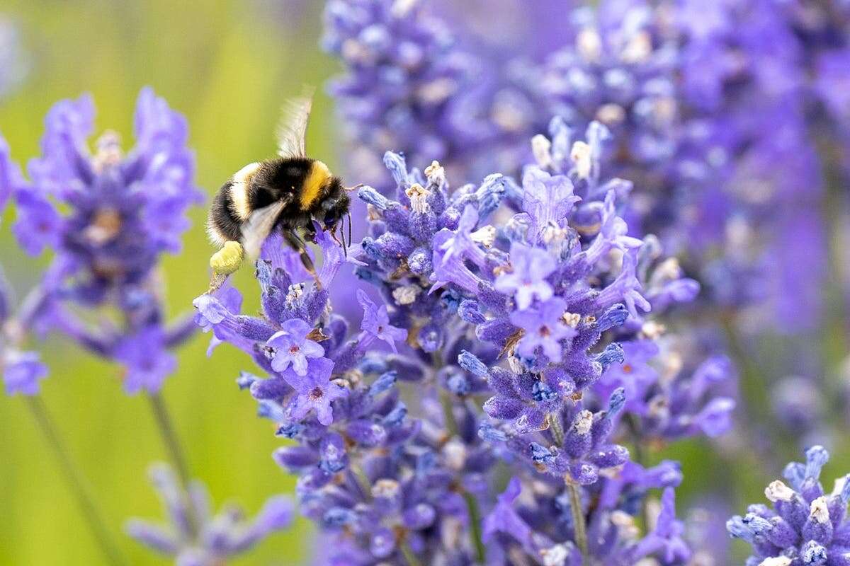 Bumblebees can survive underwater for up to a week, research shows