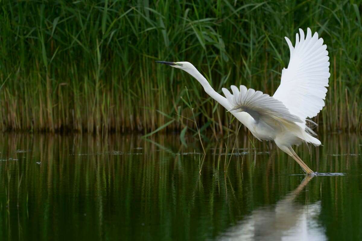 Man, 36, is charged after ‘stoning beloved bird to death’ near lake