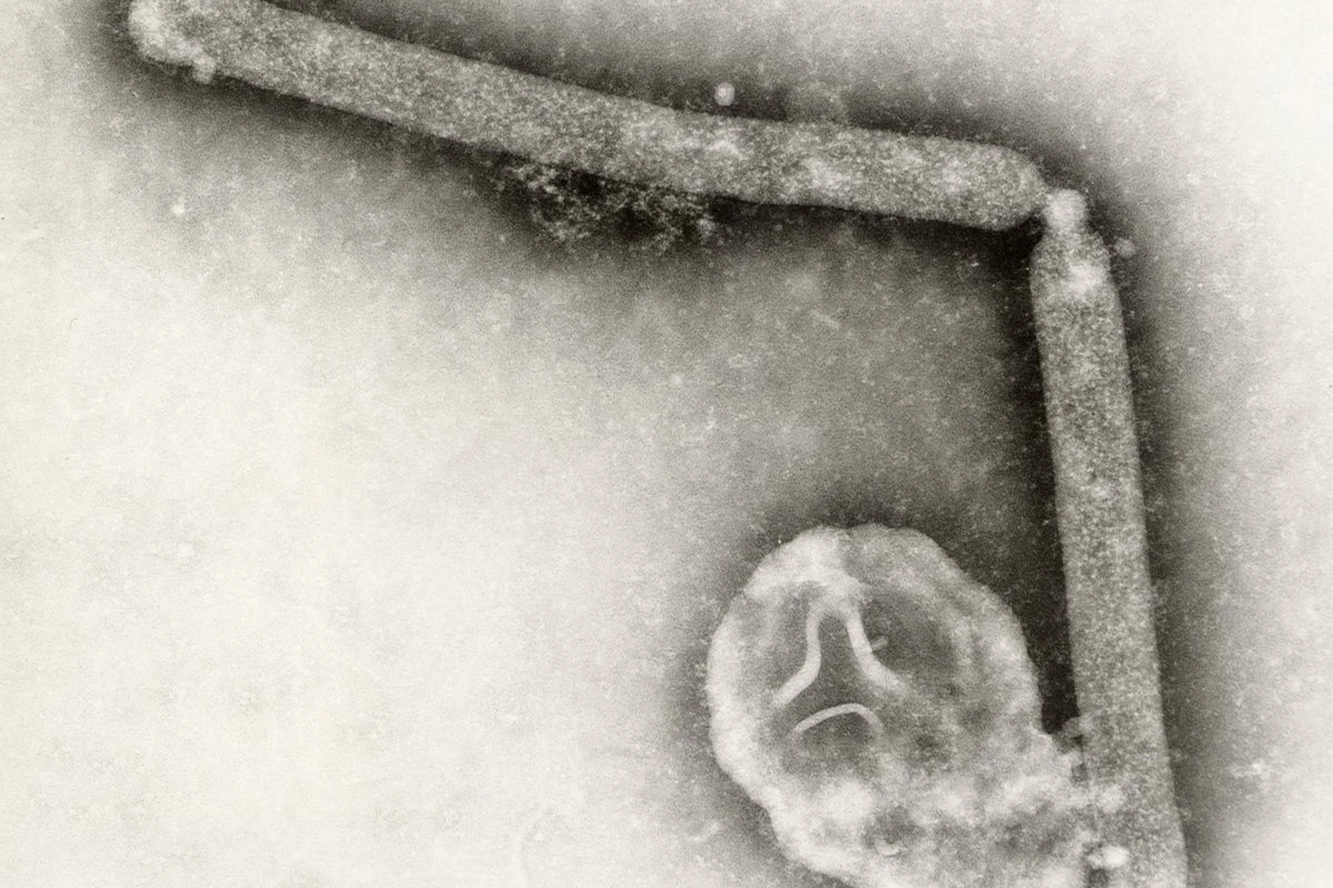 Mystery over sudden drop in bird flu cases across the US