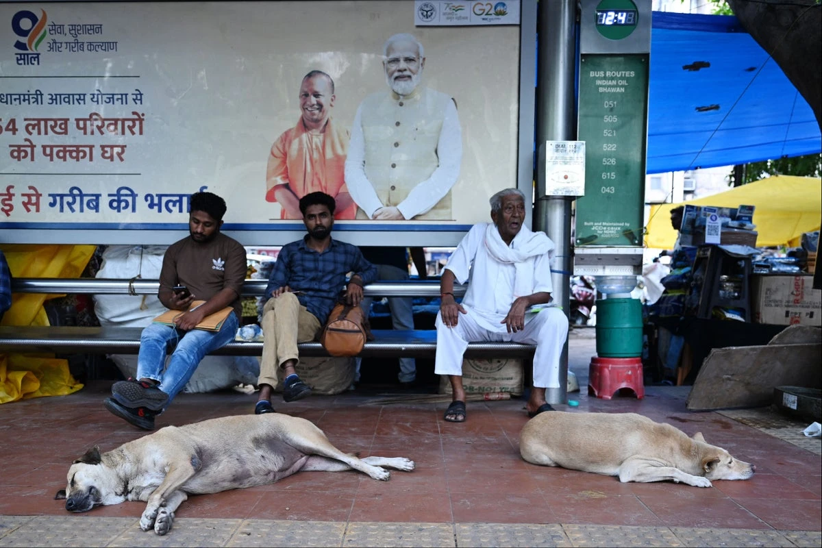 How a court’s ruling ripped open India’s debate over stray dogs
