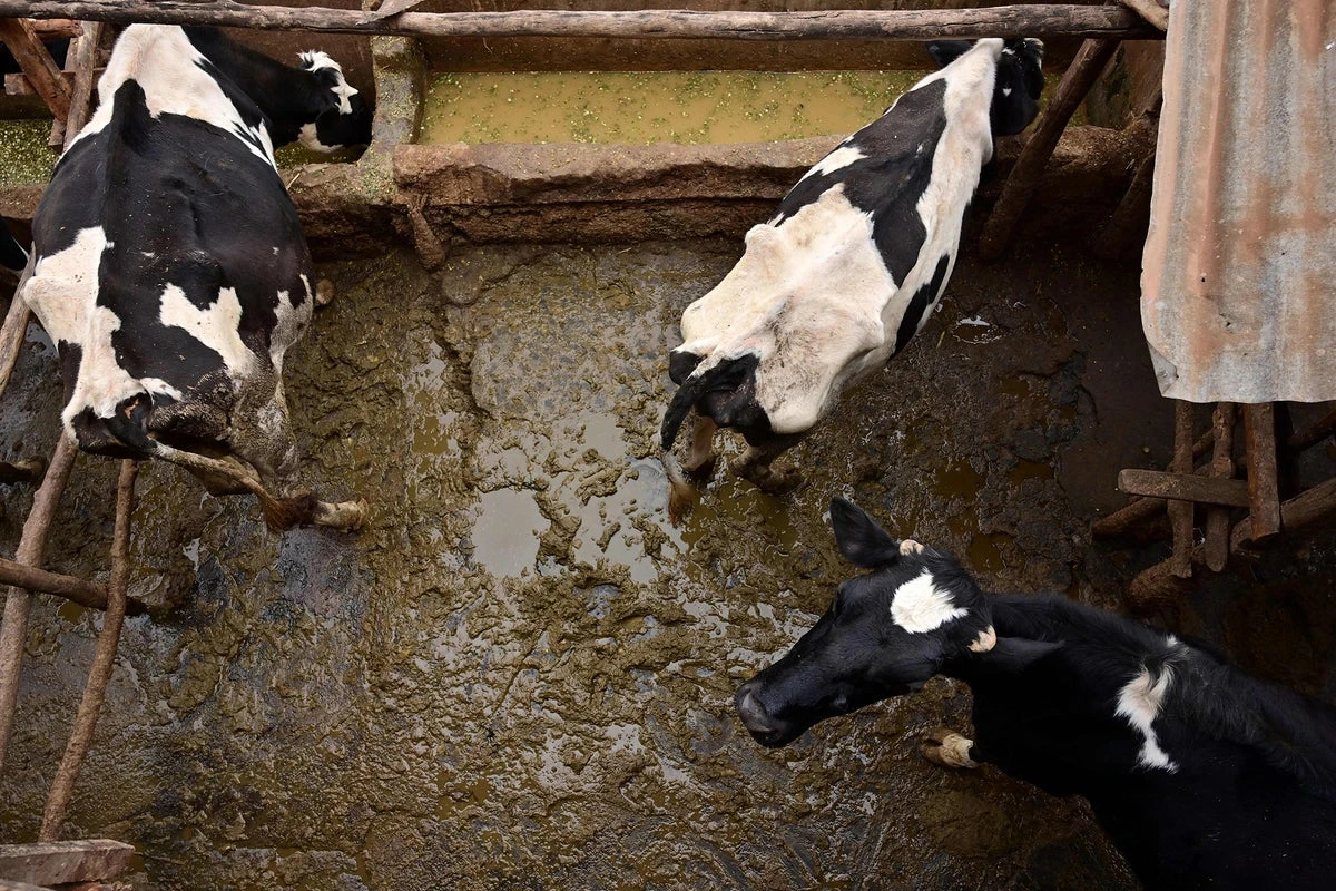 Development banks ‘fund industrial livestock despite climate promises’