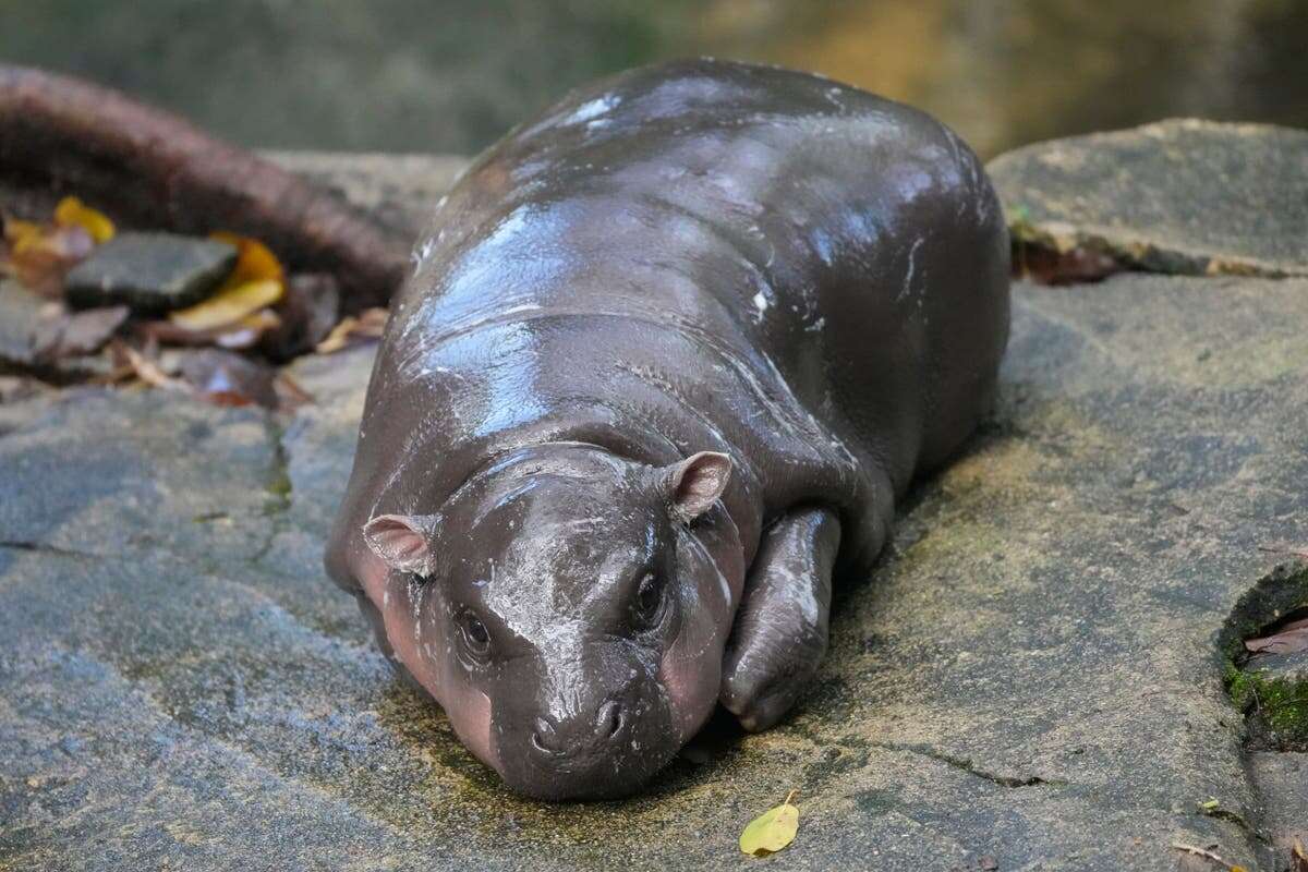 Moo Deng: Why is the internet obsessed with a viral baby hippo?