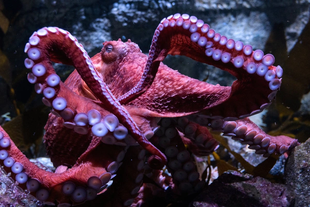 Heartbreak as dying octopus cares for eggs that will never hatch