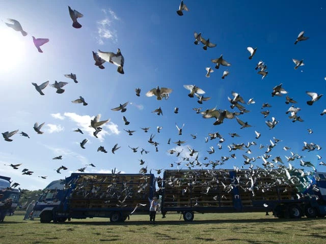 ‘Worst day in pigeon racing history’ as thousands vanish during race