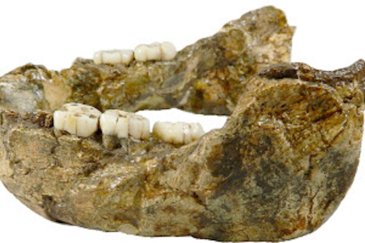 Jaw fossil traced to mysterious human relative 'nutcracker man‘