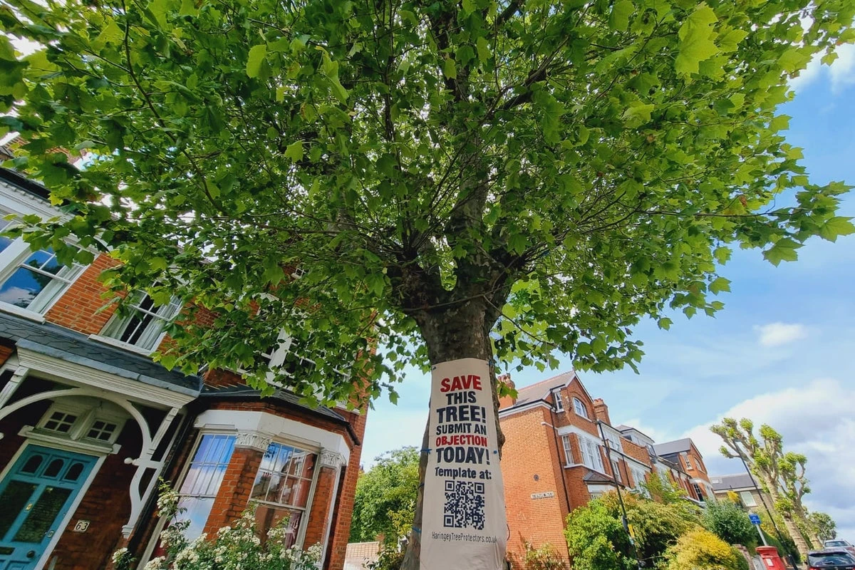 Campaigners fight to save 120-year-old tree from ‘irrational’ council