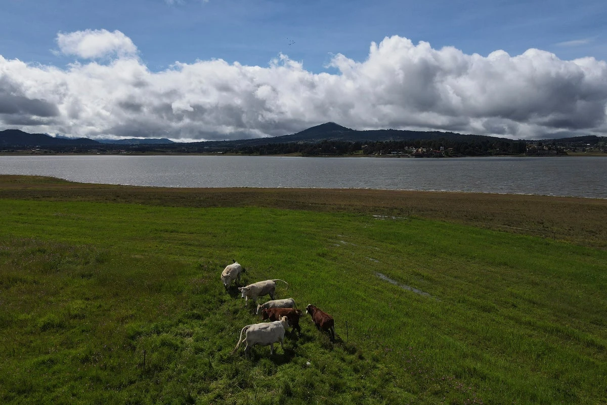 Cattle imports into US resume after flesh-eating parasite fears