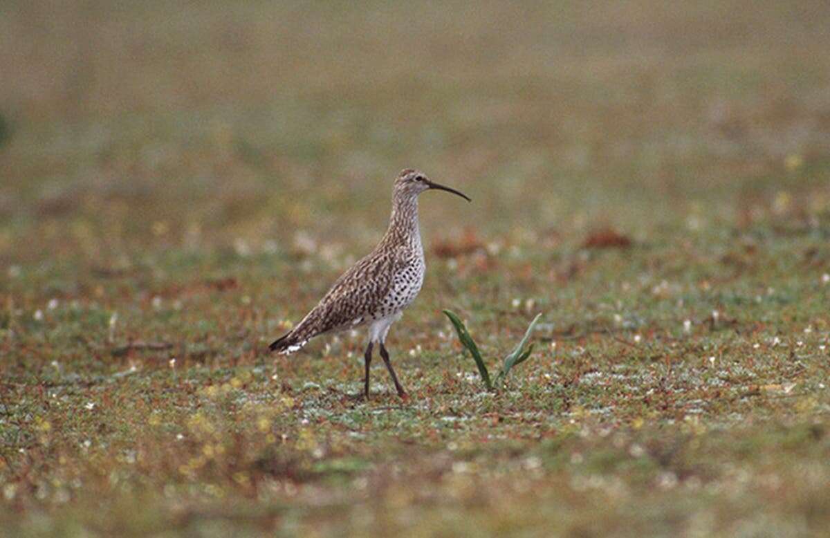 Bird species thought to be extinct in first recorded case