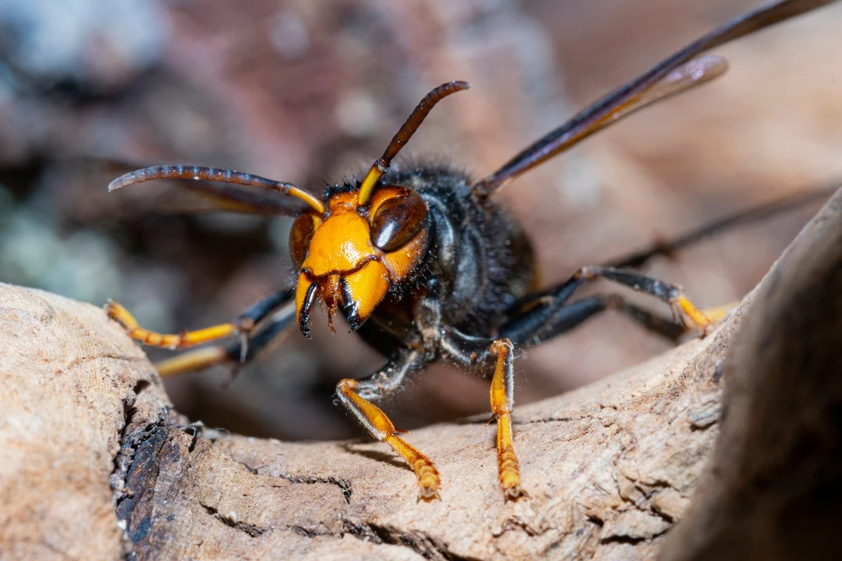 Ministers urged to tackle surge in Asian hornets