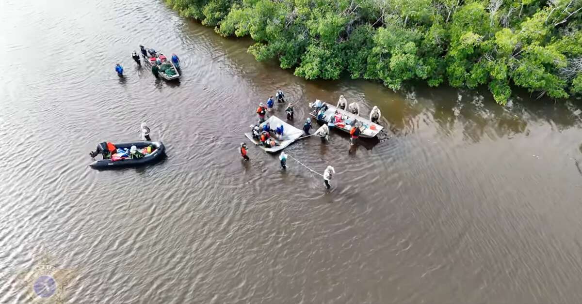 Dolphins stranded after Hurricane Milton are saved from Florida lagoon