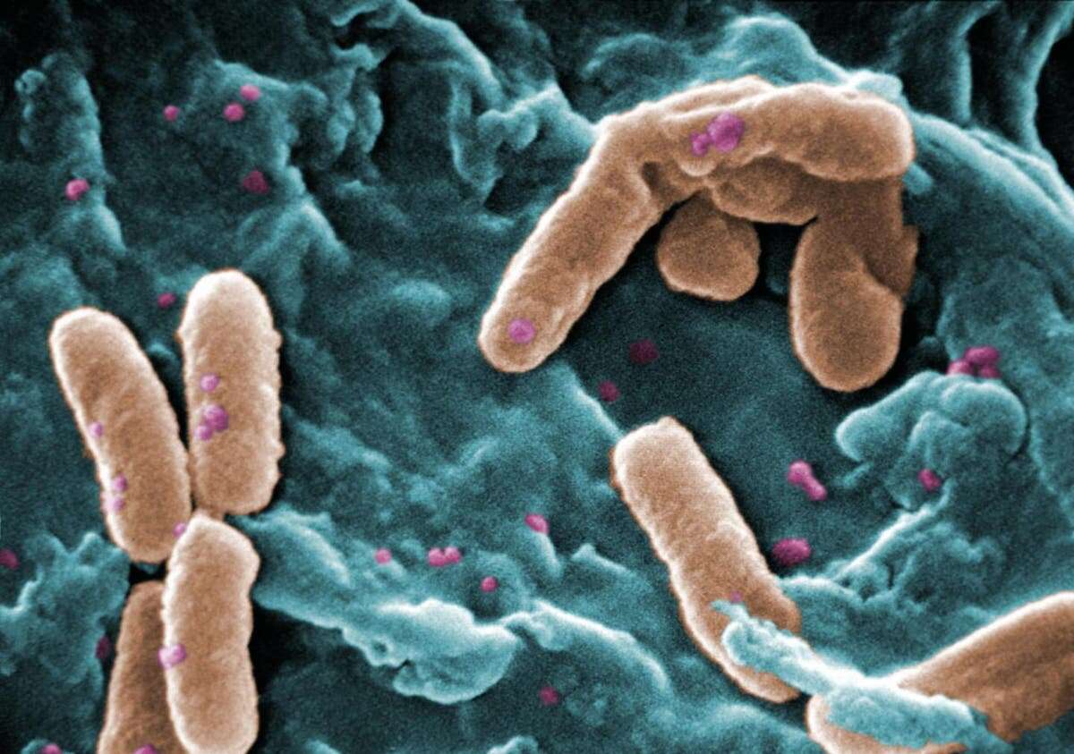 Superbug that kills 300,000 people a year evolved from common bacteria