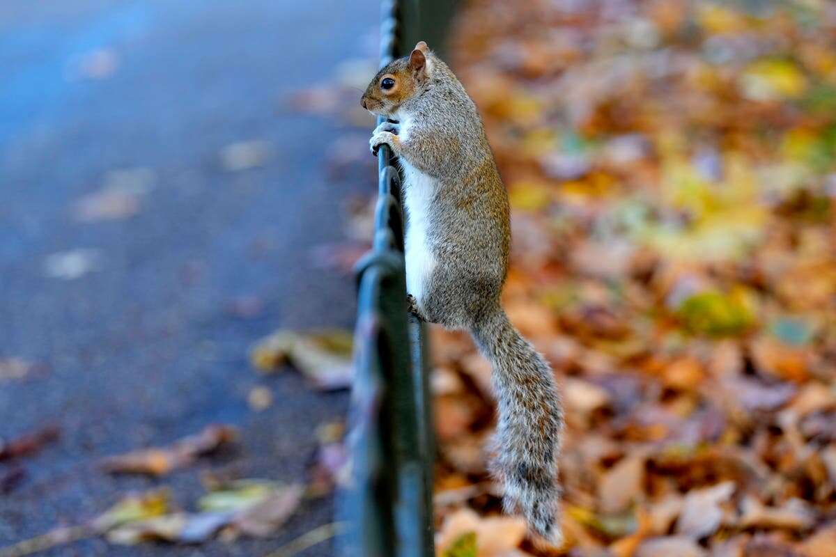 Japanese city to cull squirrels as they damage ancient buildings