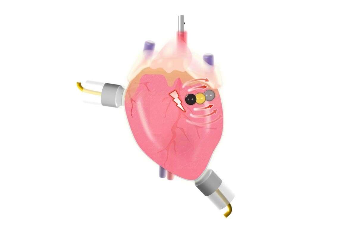 Biodegradable battery can control the beating of hearts