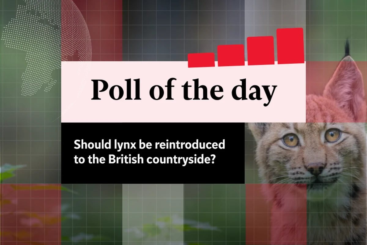 Poll: Should lynx be reintroduced to the British countryside?